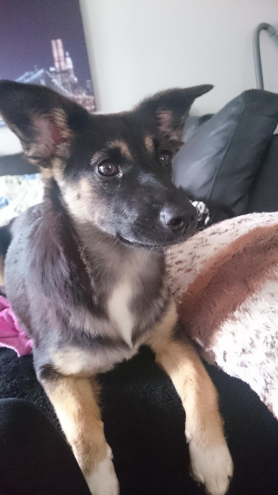 Blanding af racer Blanca billede 9