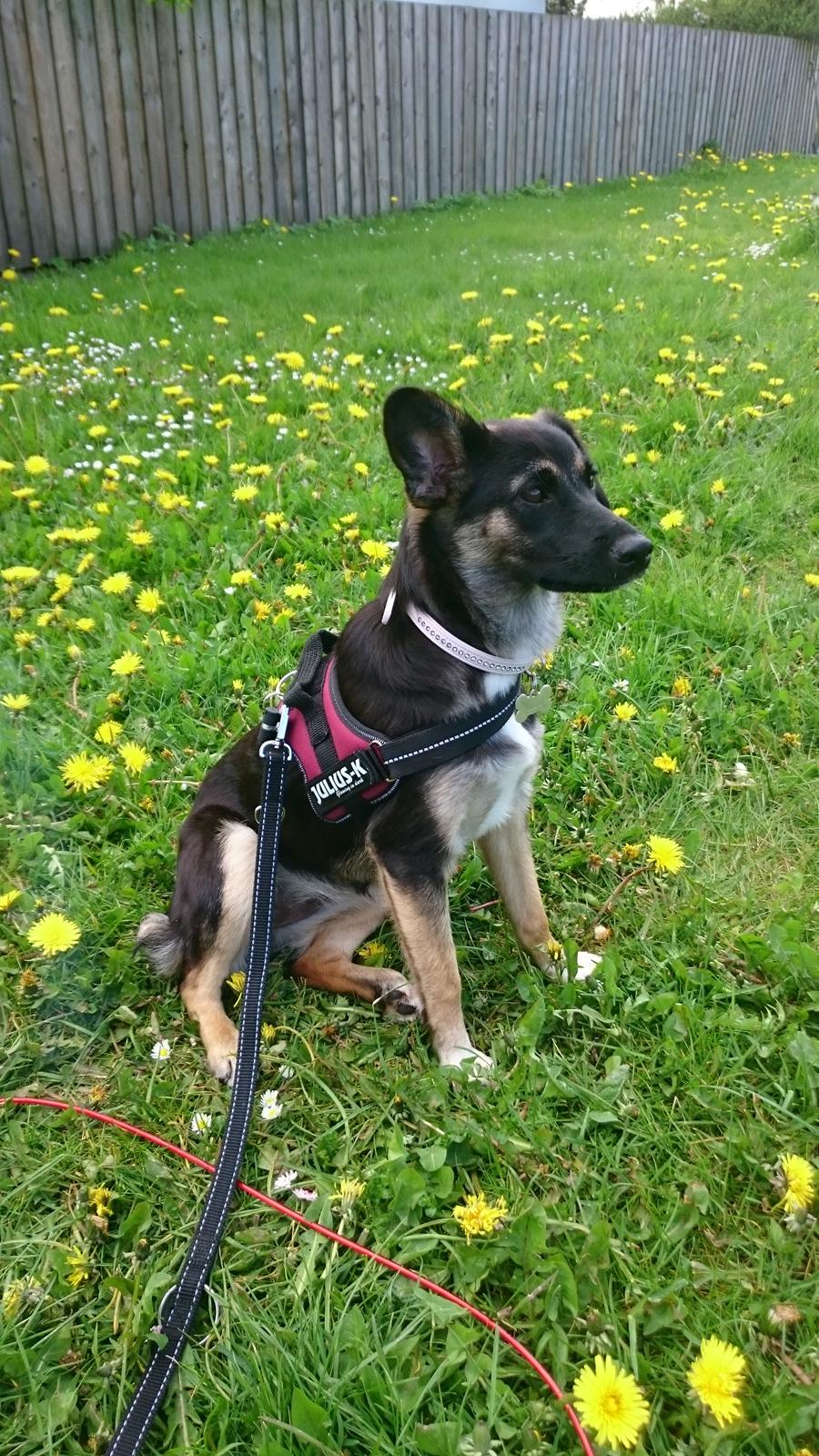 Blanding af racer Blanca billede 10