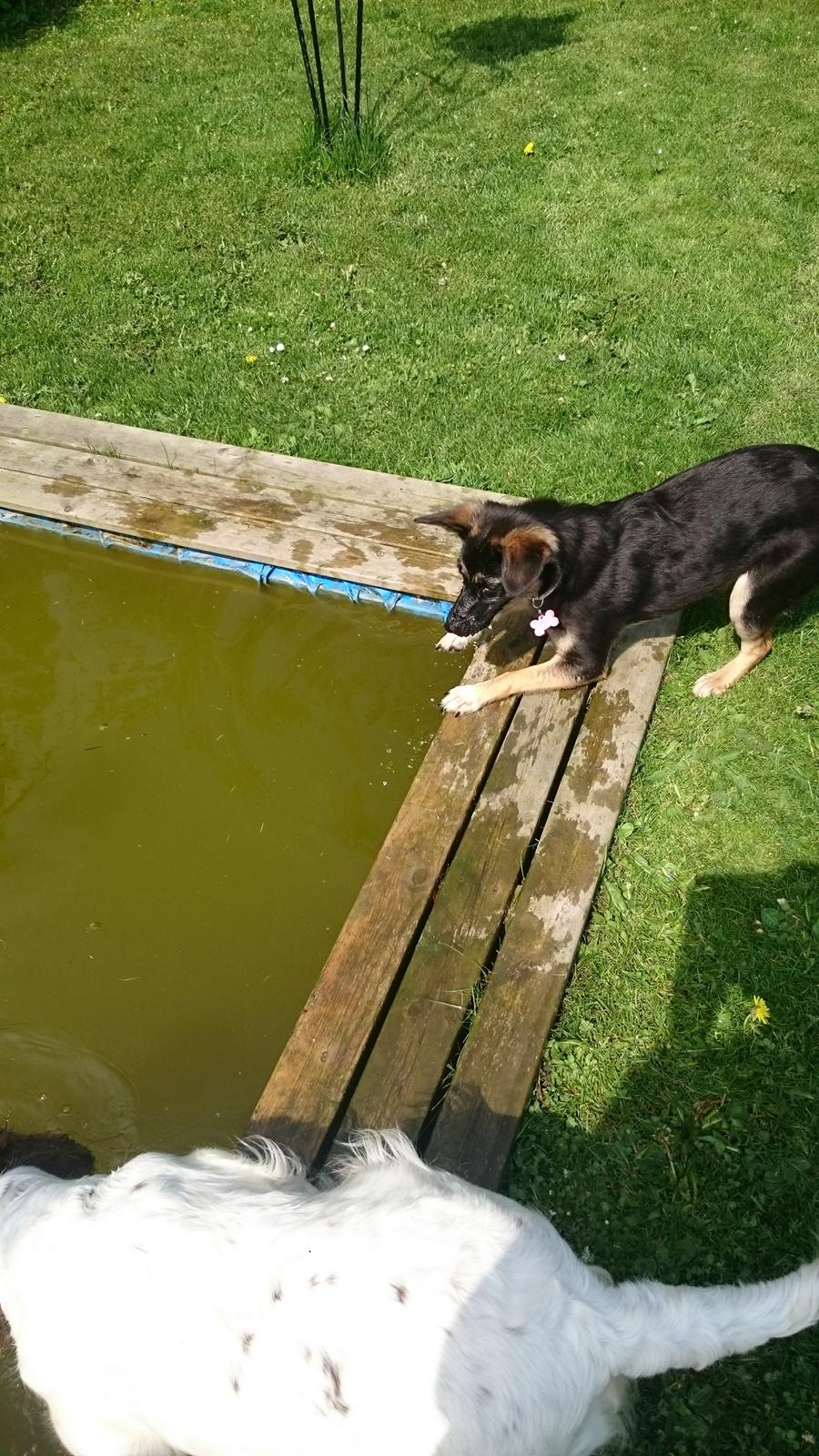 Blanding af racer Blanca billede 11