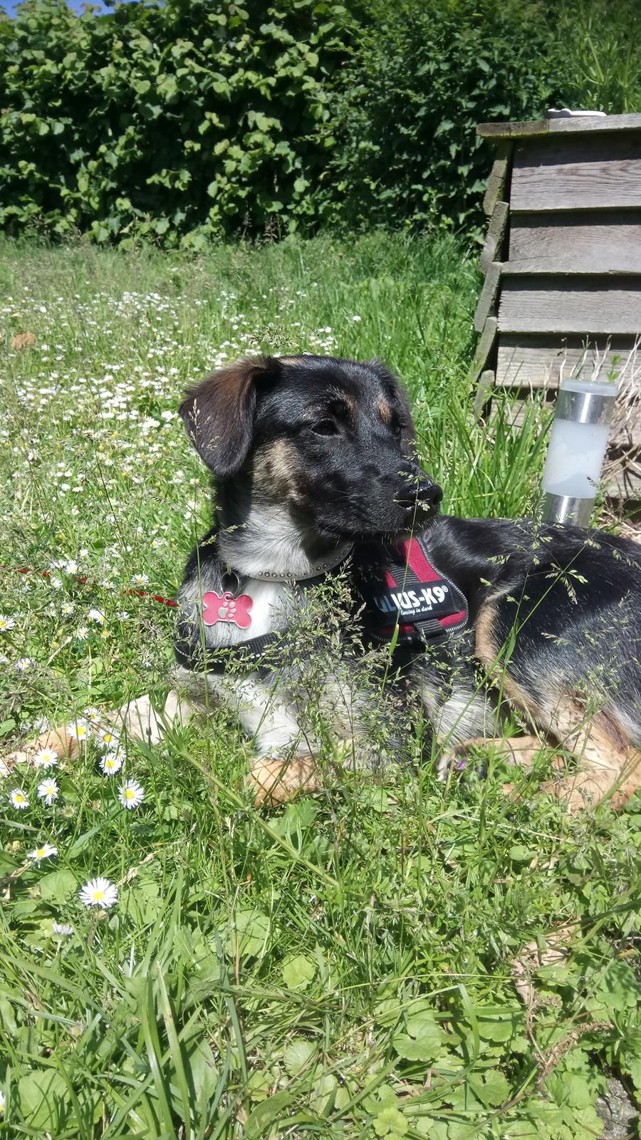 Blanding af racer Blanca billede 12