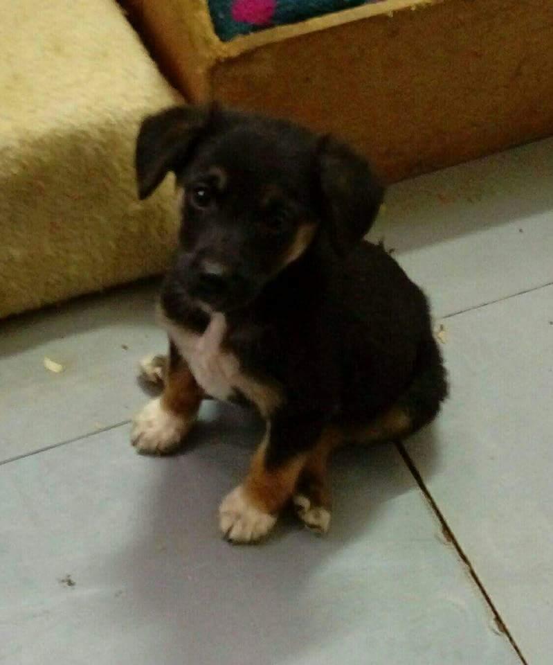 Blanding af racer Blanca billede 13