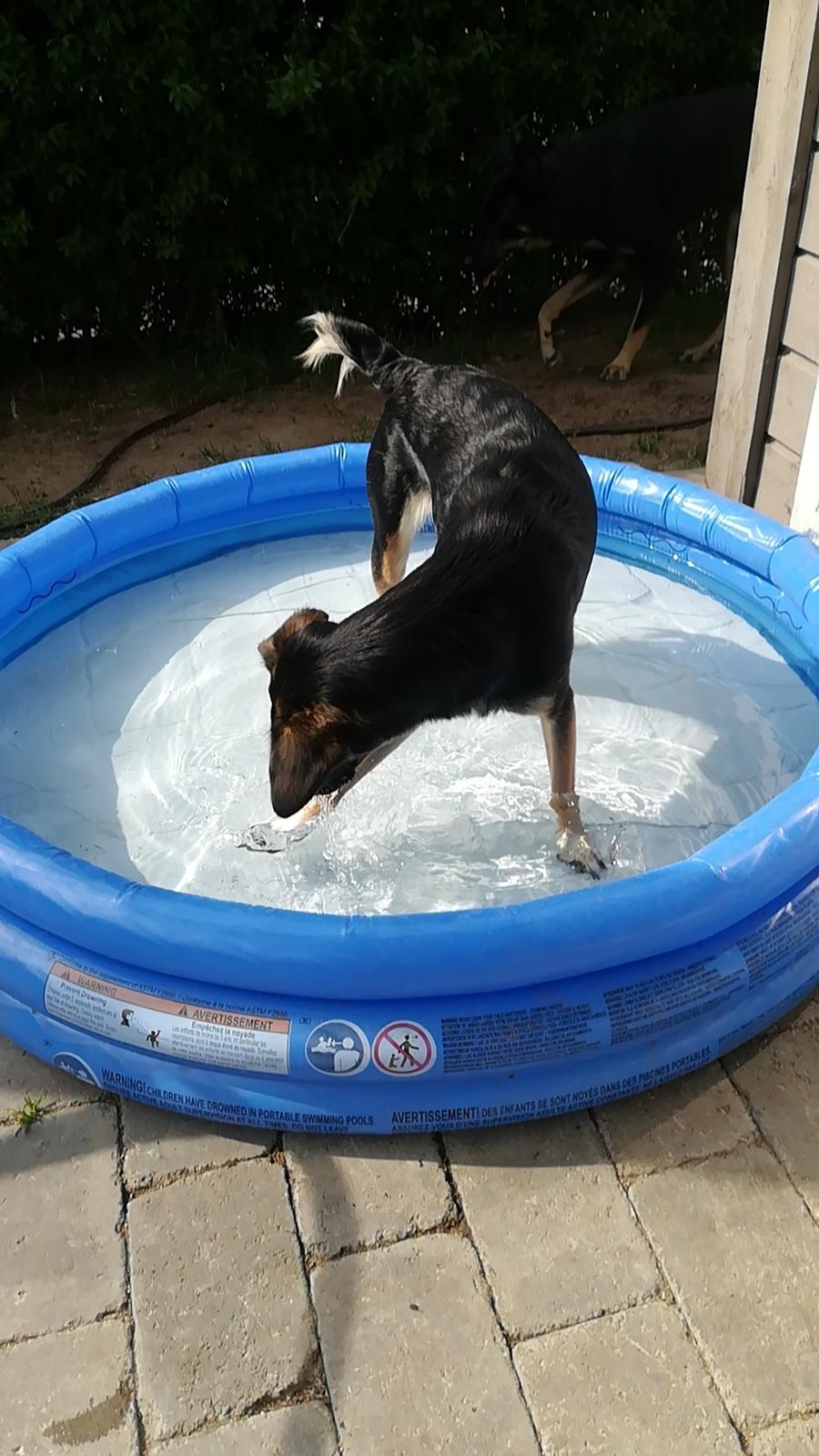 Blanding af racer Blanca billede 14