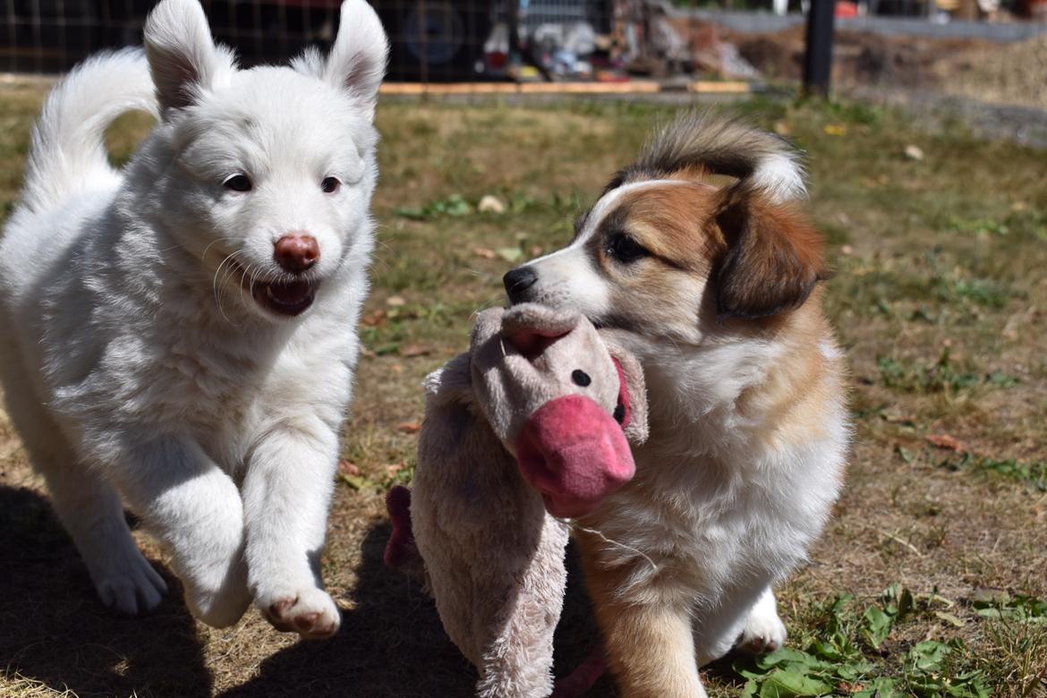 Blanding af racer Maisie billede 1