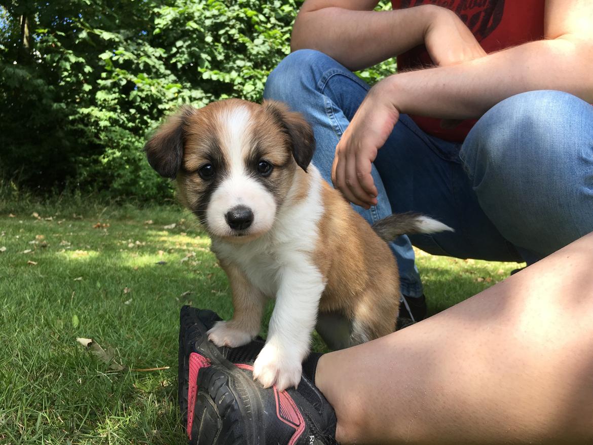 Blanding af racer Maisie billede 2