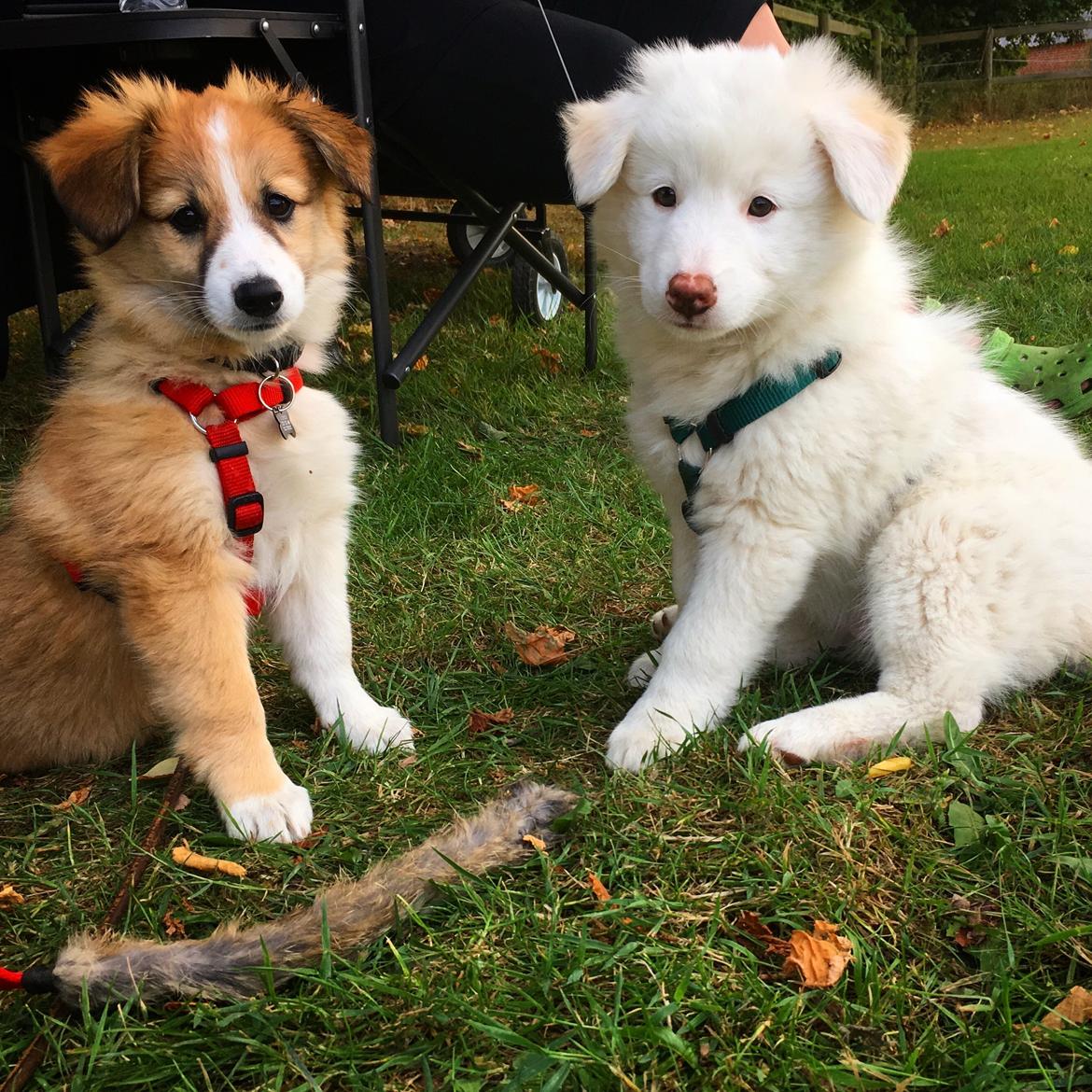 Blanding af racer Maisie billede 5