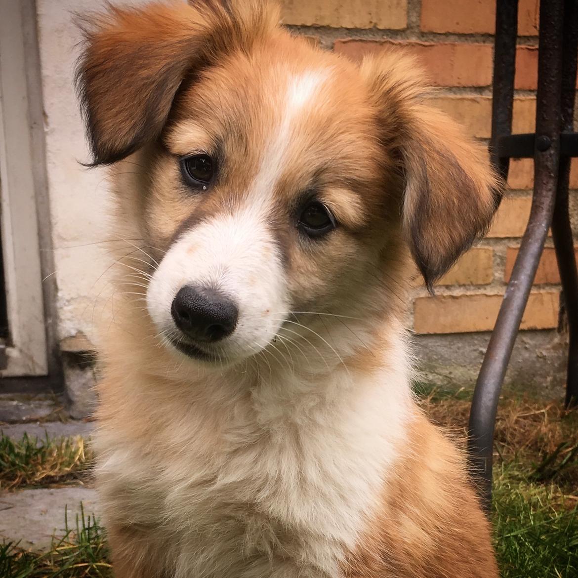 Blanding af racer Maisie billede 4