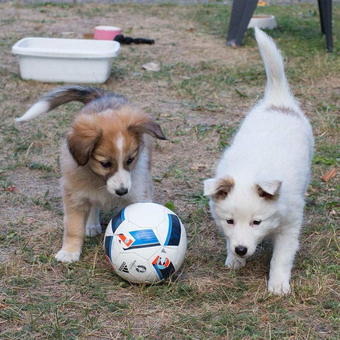 Blanding af racer Maisie billede 7