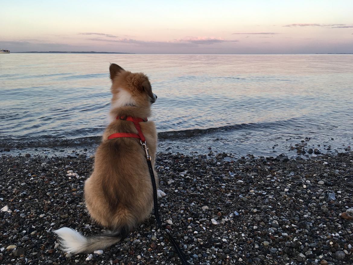 Blanding af racer Maisie billede 6