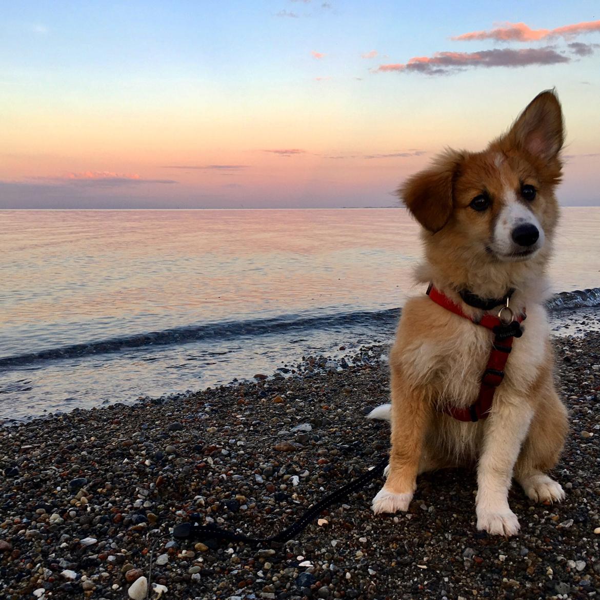 Blanding af racer Maisie billede 9