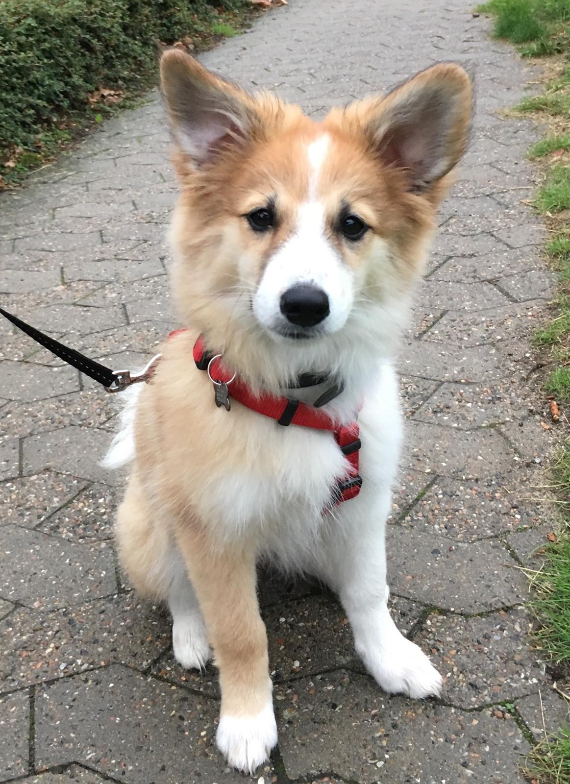 Blanding af racer Maisie billede 10