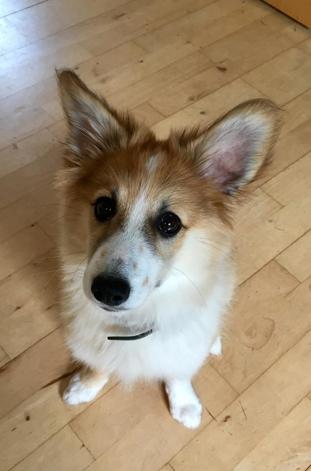 Blanding af racer Maisie billede 11