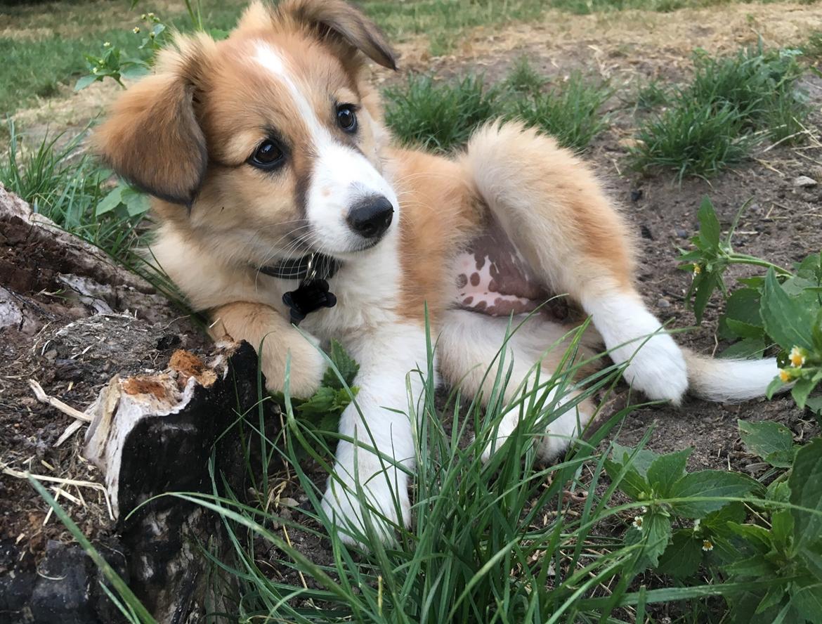 Blanding af racer Maisie billede 12