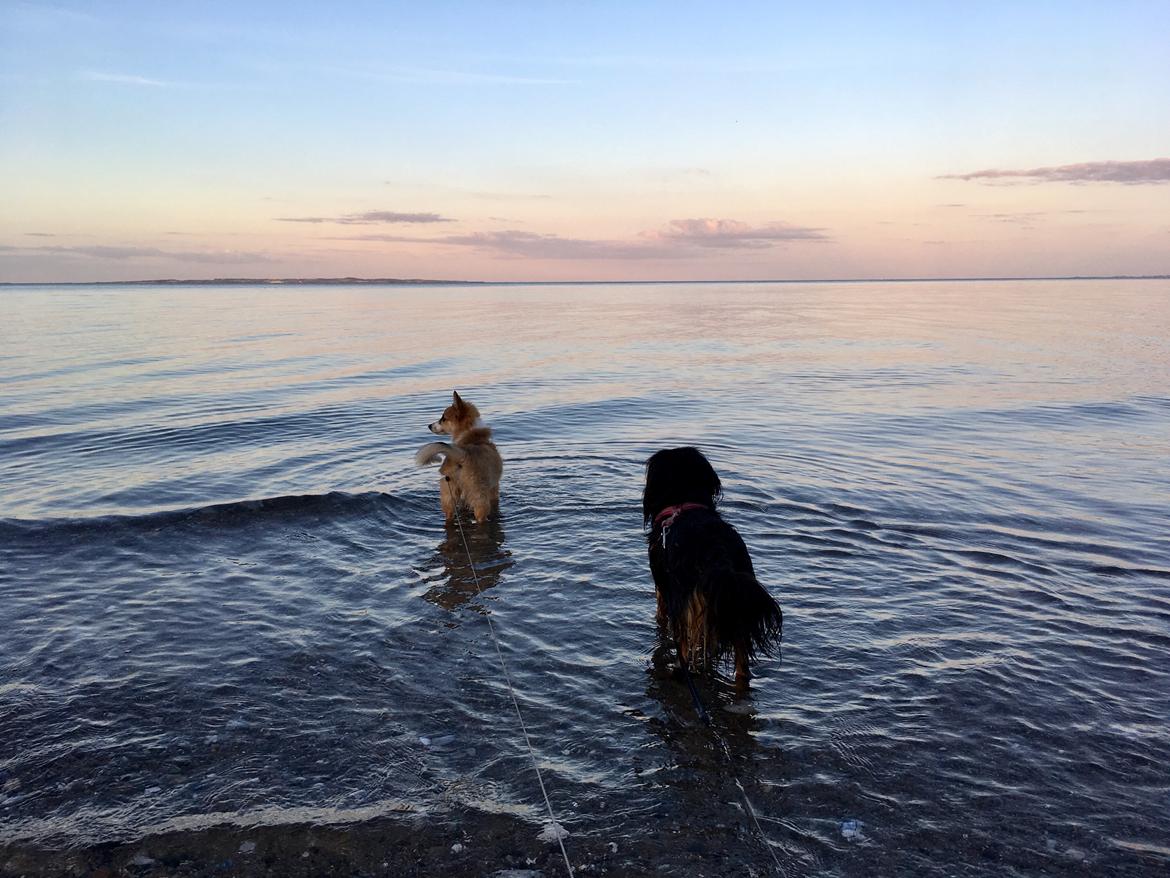 Blanding af racer Maisie billede 8