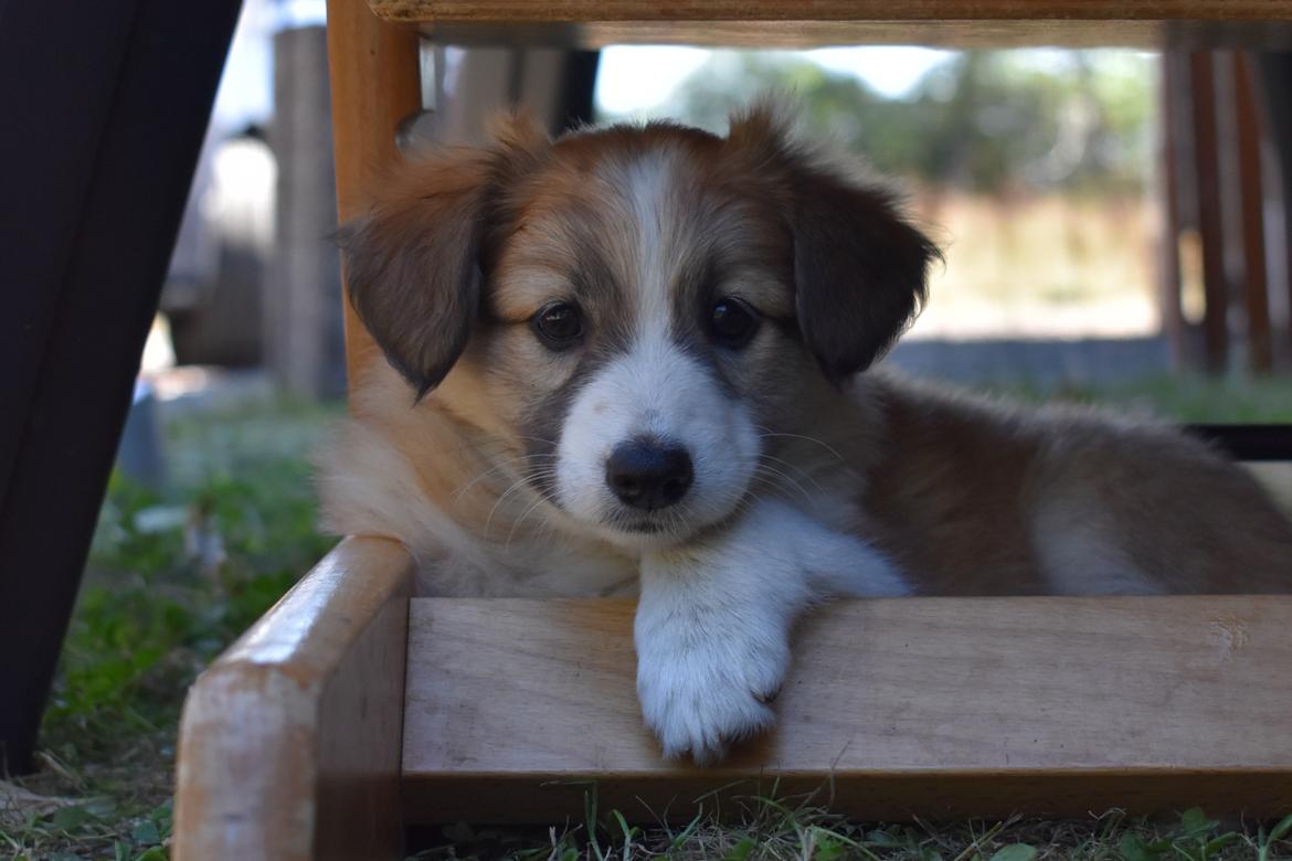 Blanding af racer Maisie billede 13