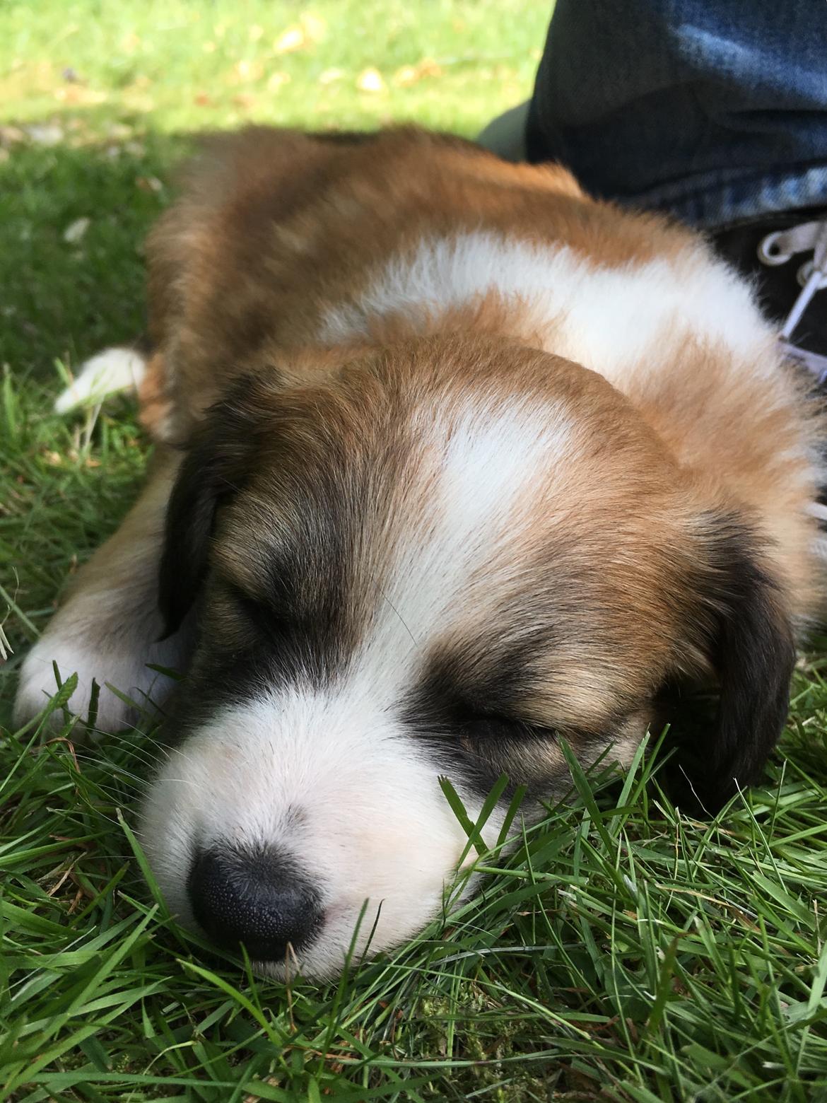 Blanding af racer Maisie billede 15