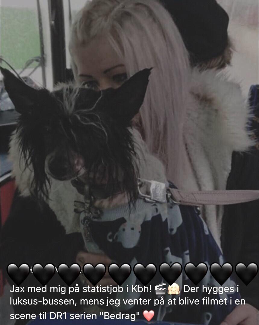 Chinese crested hårløs Jax billede 34