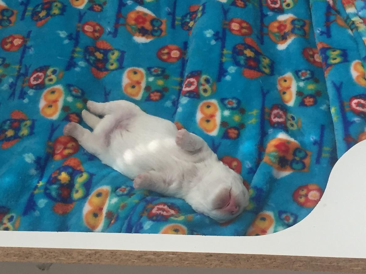 West highland white terrier La gry's Emilius billede 2