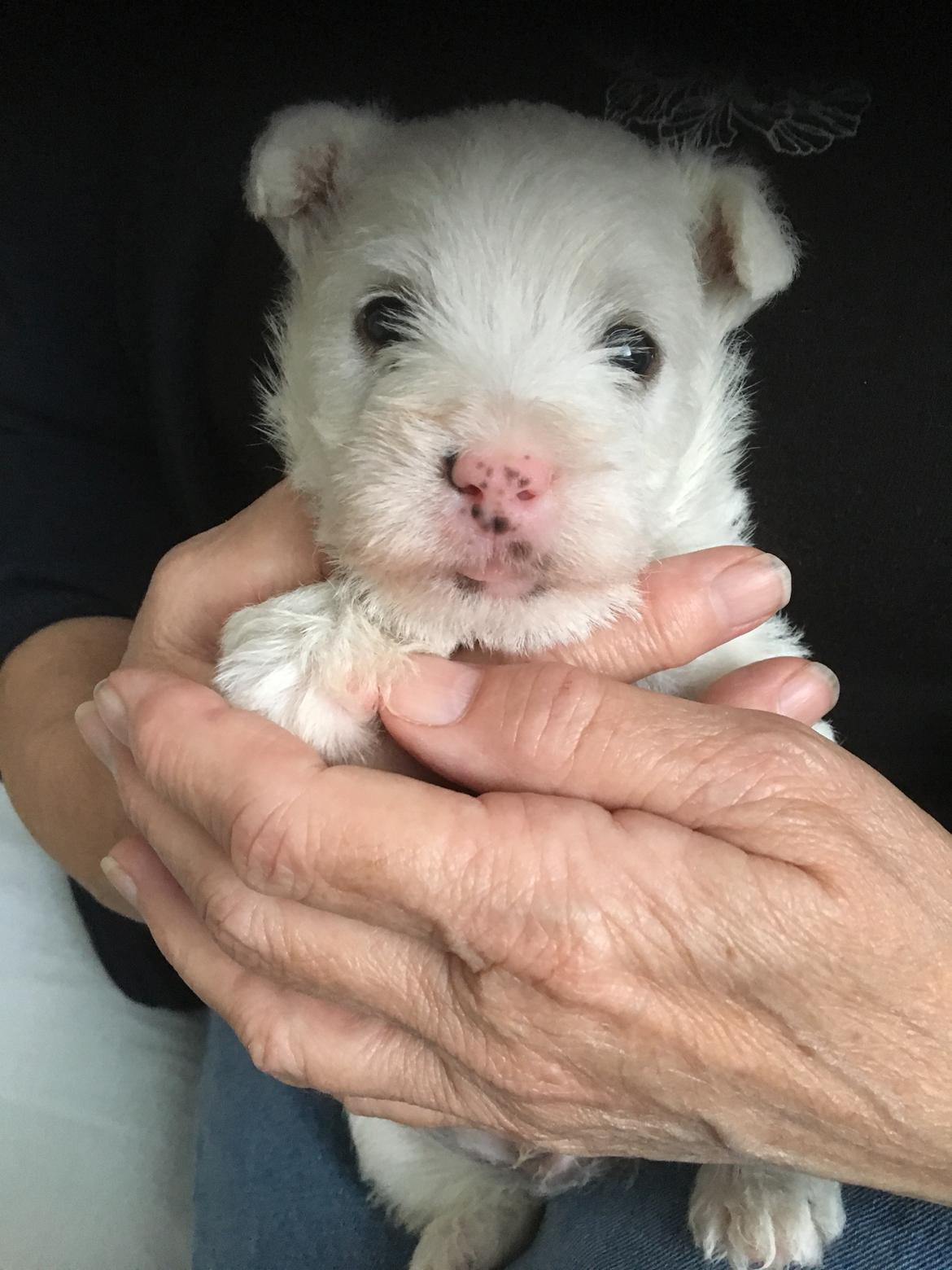 West highland white terrier La gry's Emilius billede 1