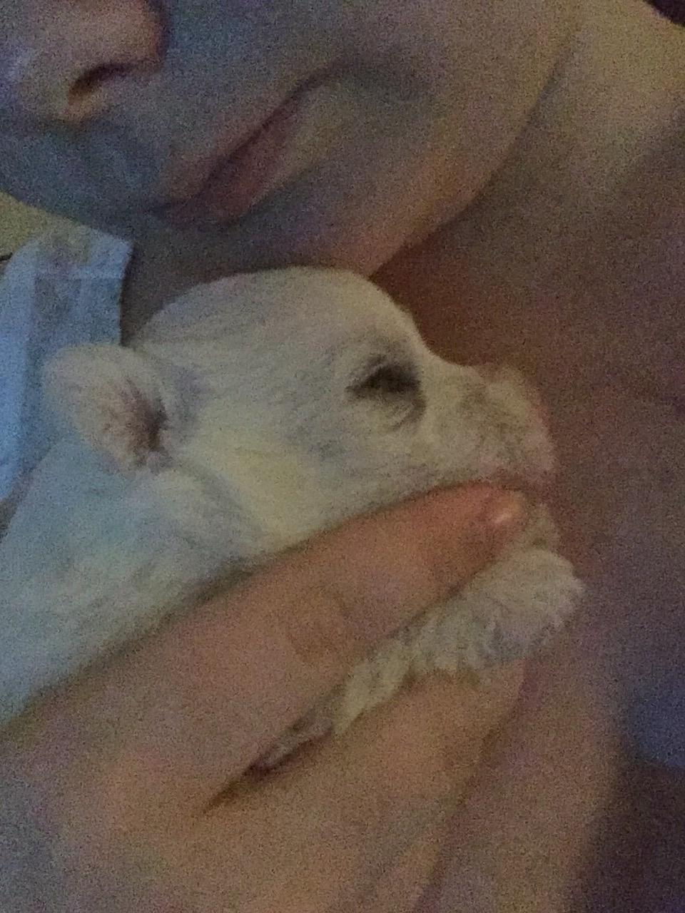 West highland white terrier La gry's Emilius billede 4