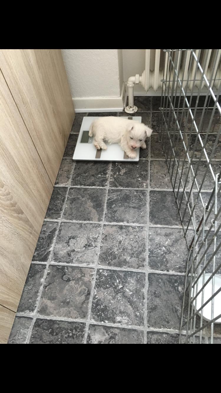West highland white terrier La gry's Emilius billede 5
