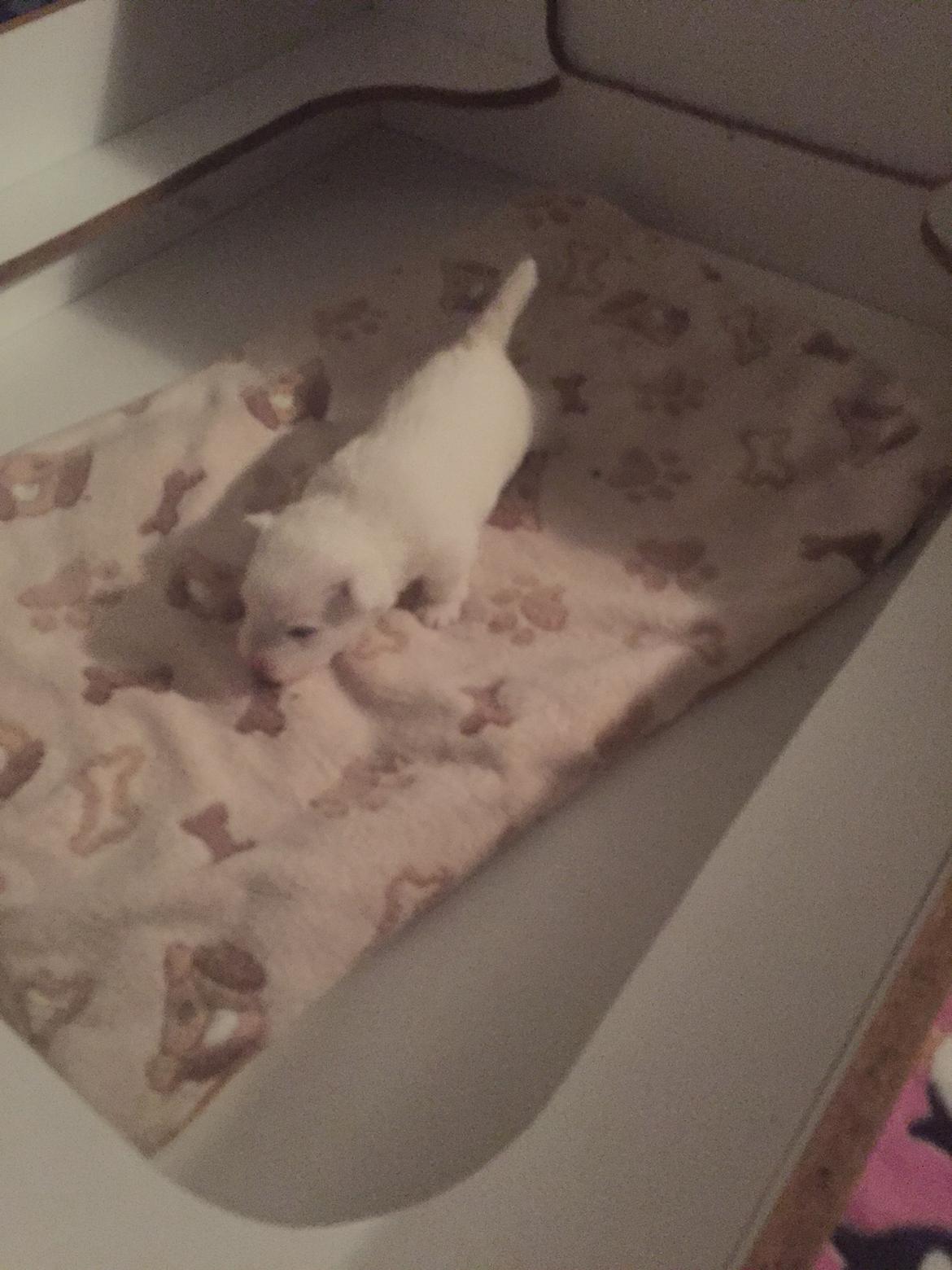 West highland white terrier La gry's Emilius billede 3