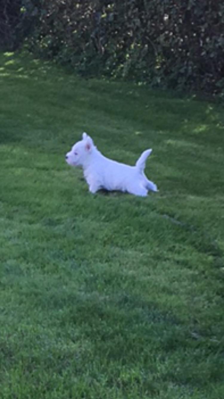 West highland white terrier La gry's Emilius billede 6