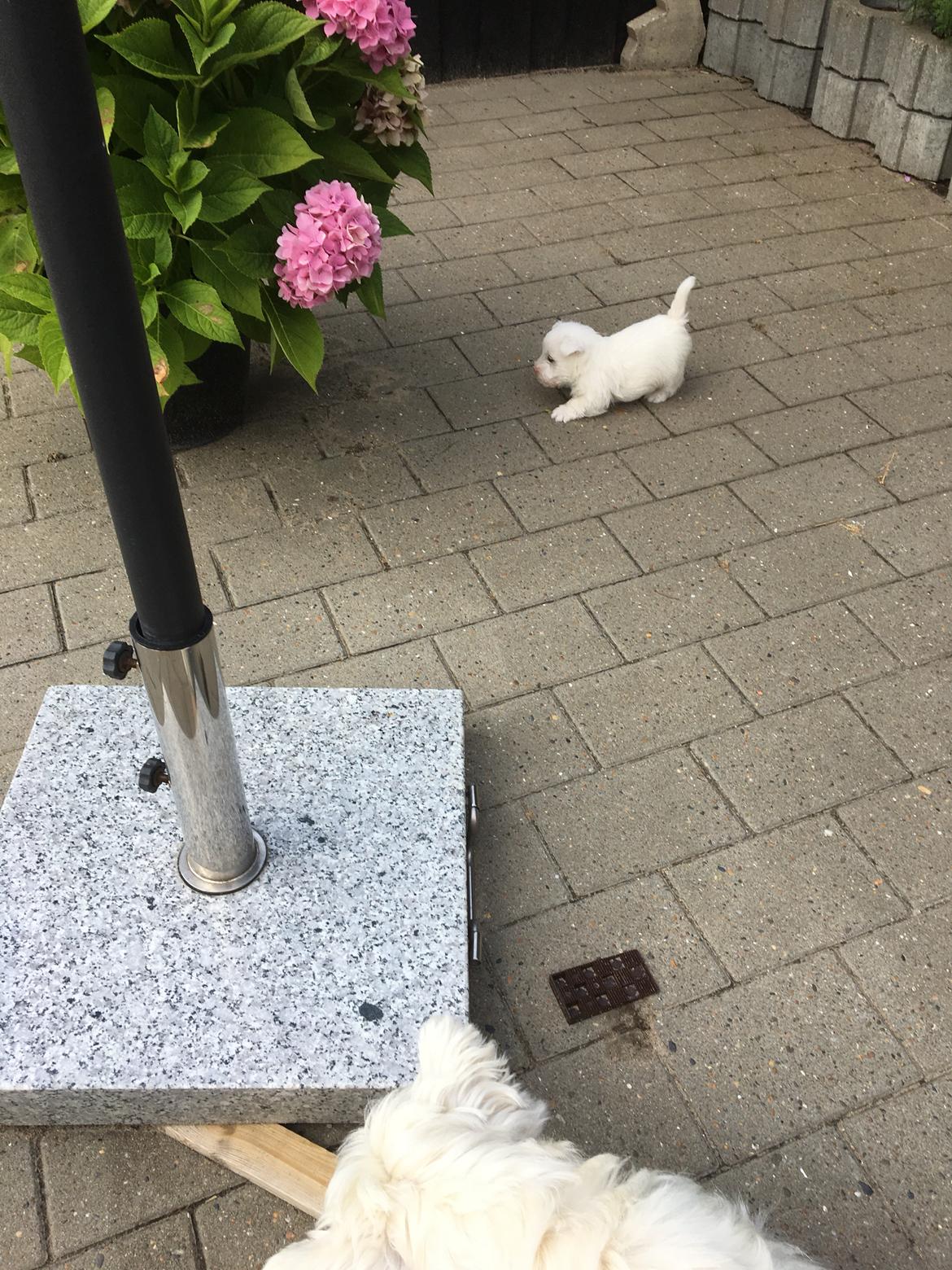 West highland white terrier La gry's Emilius billede 7