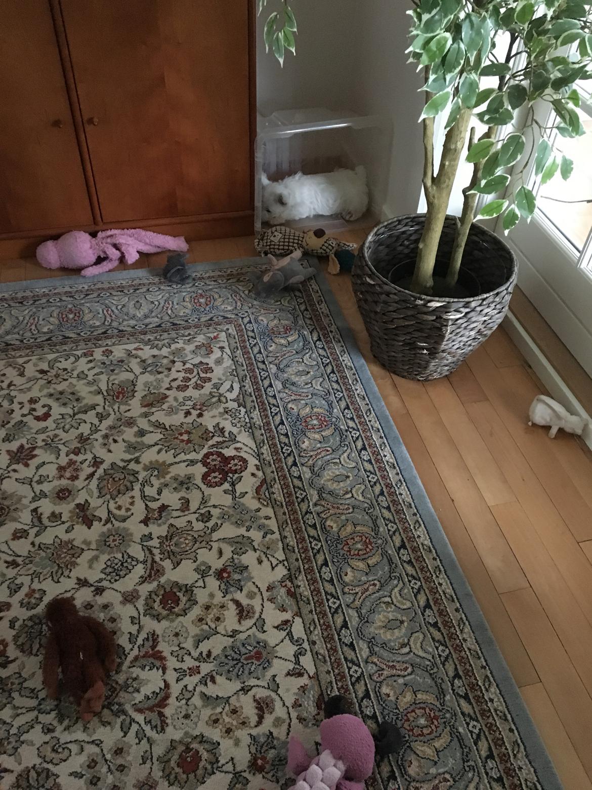 West highland white terrier La gry's Emilius billede 8