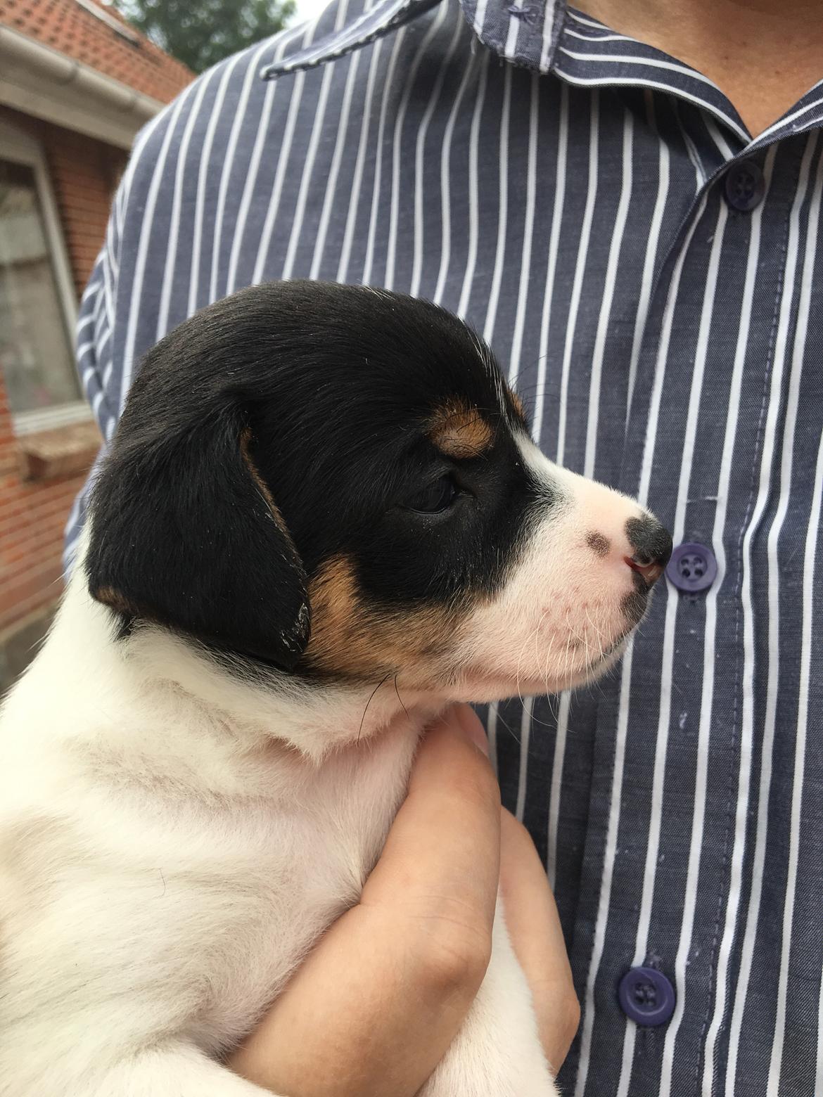 Dansk svensk gaardhund Pjevs billede 3