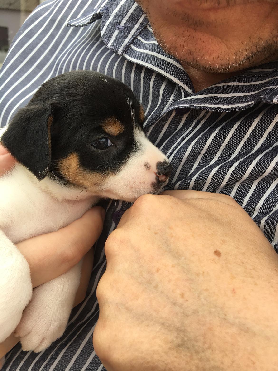 Dansk svensk gaardhund Pjevs billede 6