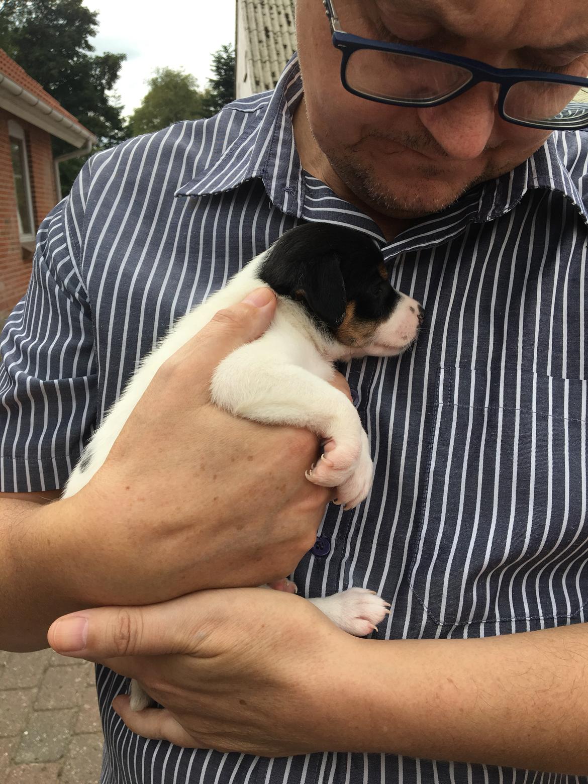 Dansk svensk gaardhund Pjevs billede 7