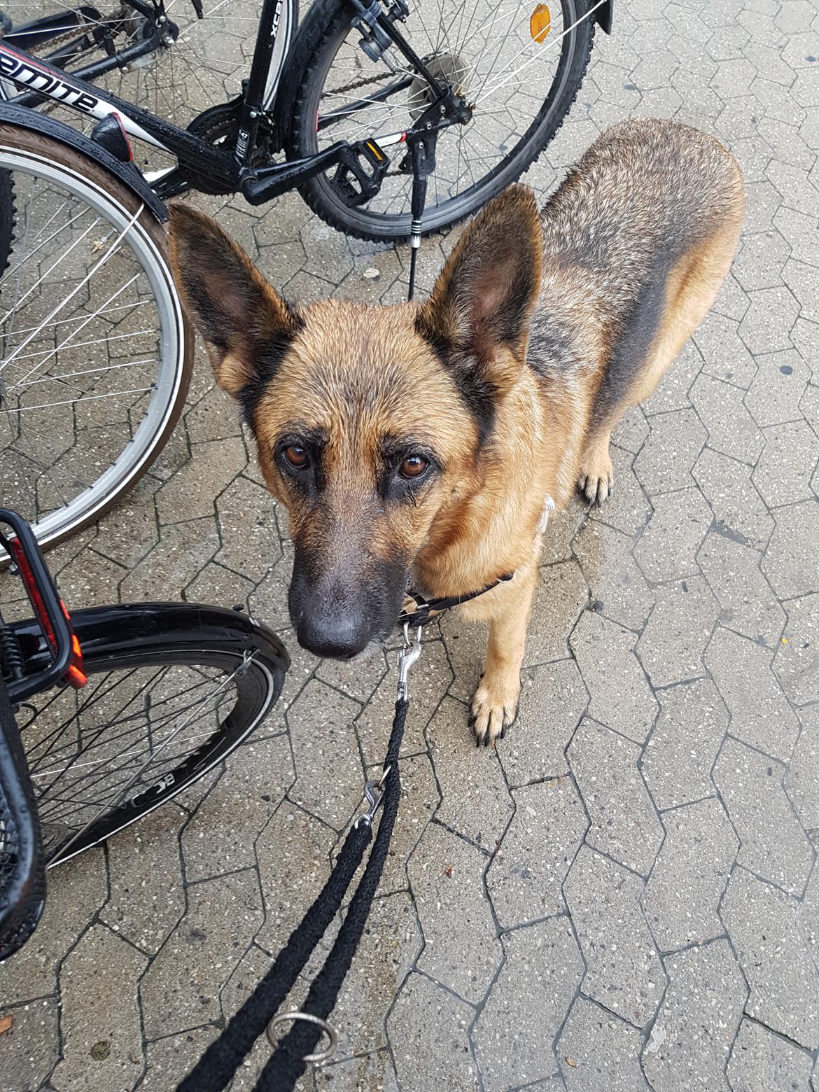 Schæferhund Arijel's Fidji  billede 11