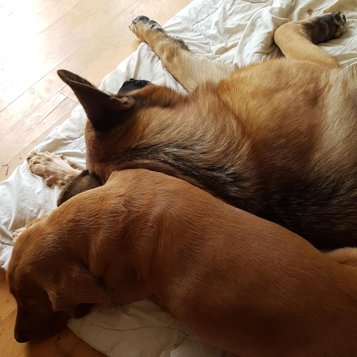 Schæferhund Arijel's Fidji  billede 12