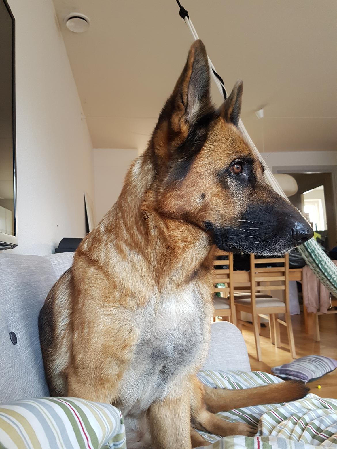 Schæferhund Arijel's Fidji  billede 13