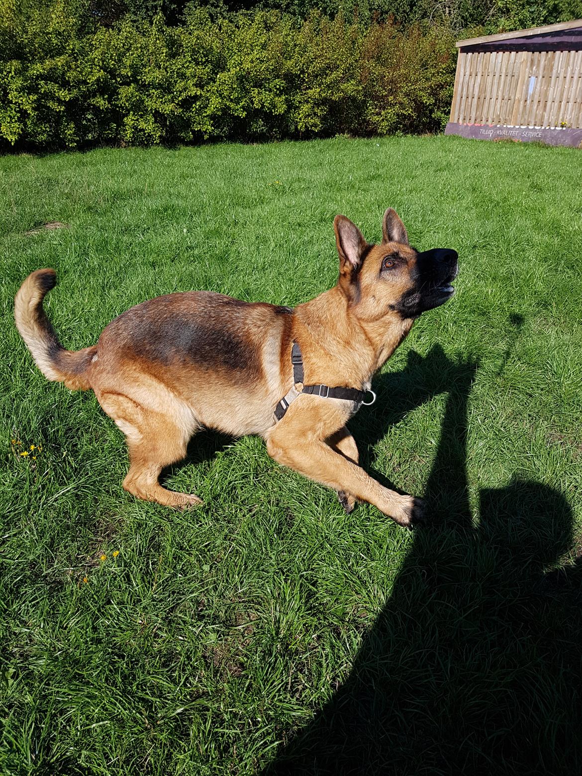 Schæferhund Arijel's Fidji  billede 15