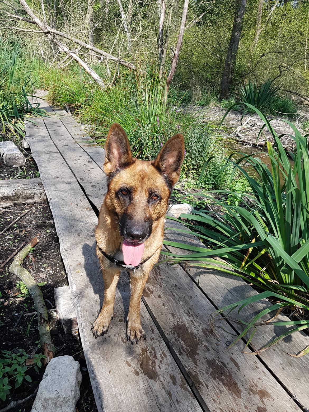 Schæferhund Arijel's Fidji  billede 16
