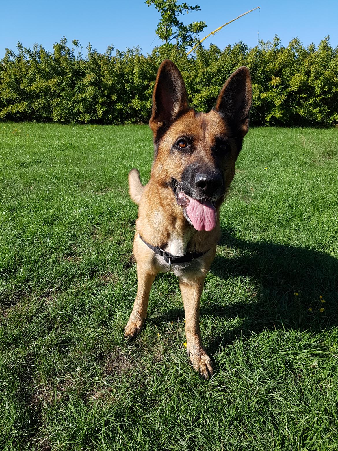 Schæferhund Arijel's Fidji  billede 17