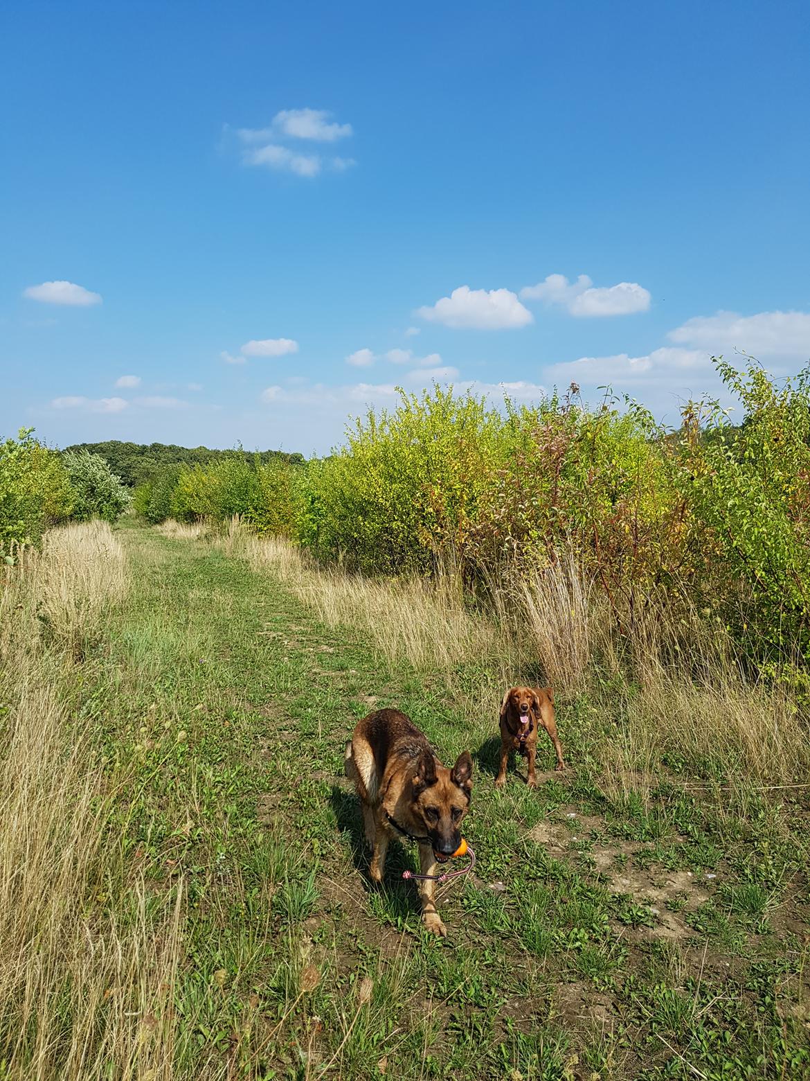 Schæferhund Arijel's Fidji  billede 18