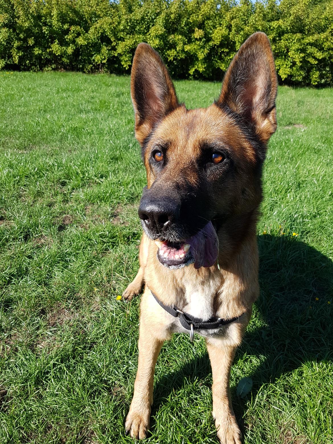 Schæferhund Arijel's Fidji  billede 20