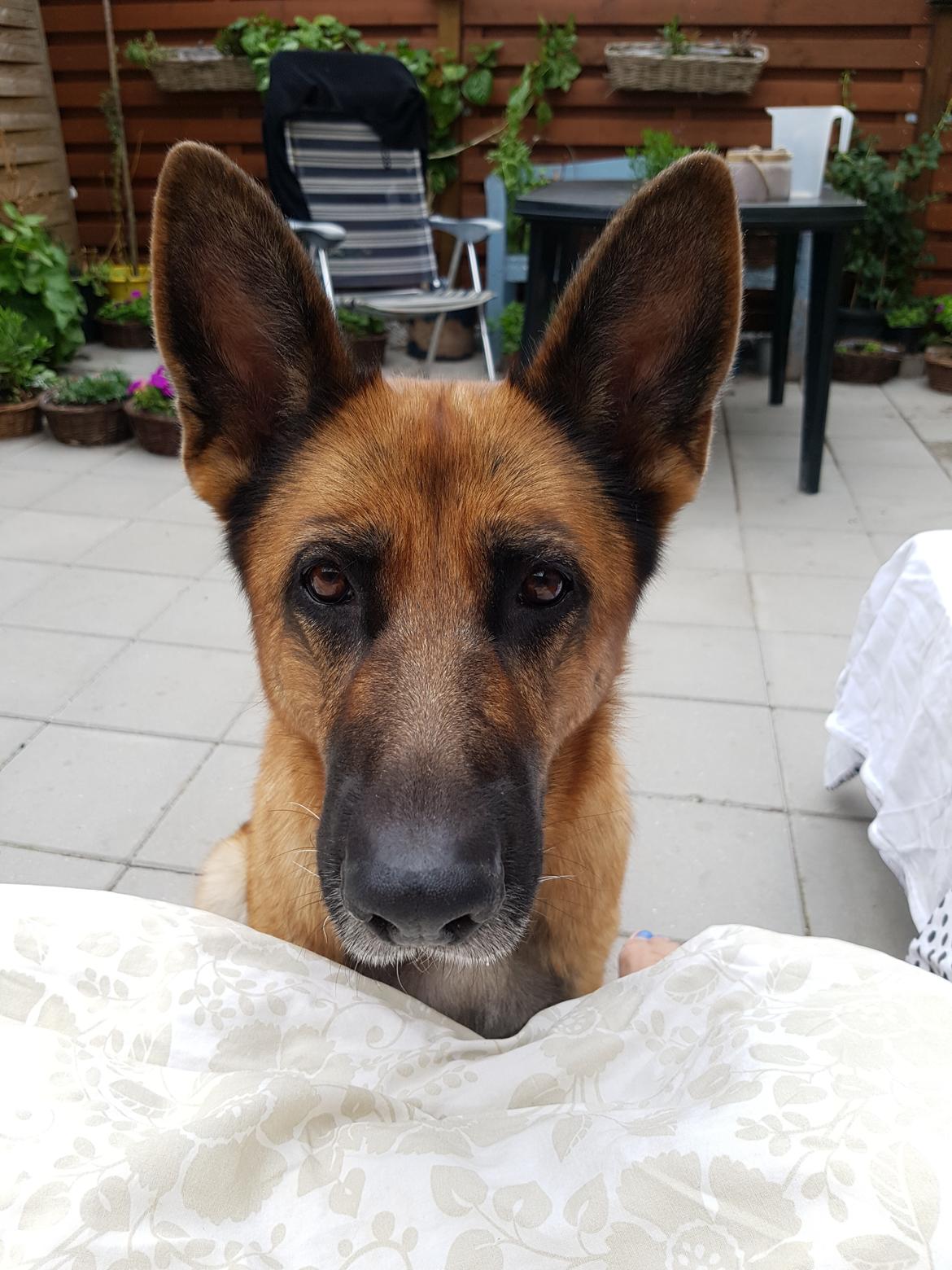 Schæferhund Arijel's Fidji  billede 19