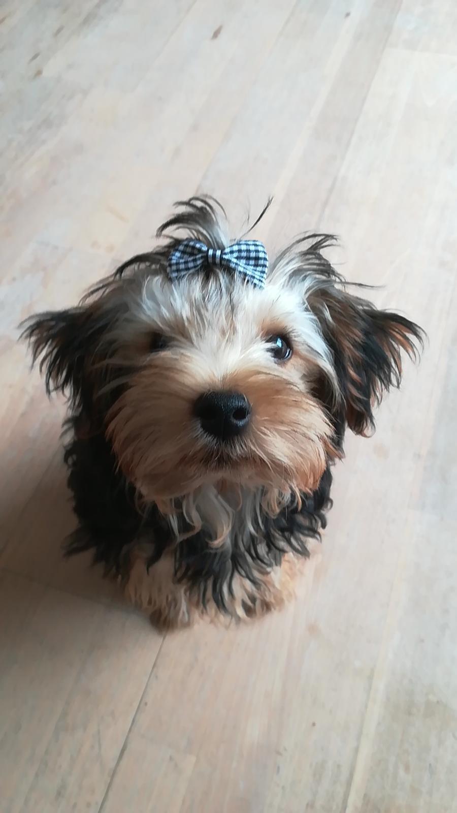 Yorkshire terrier Aria billede 1