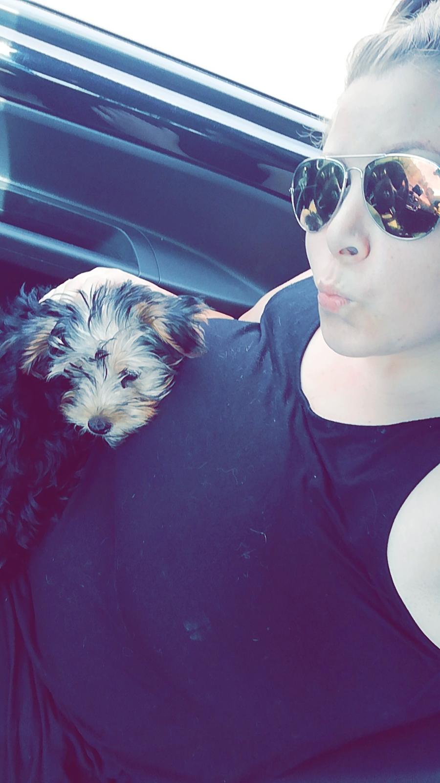 Yorkshire terrier Aria billede 2