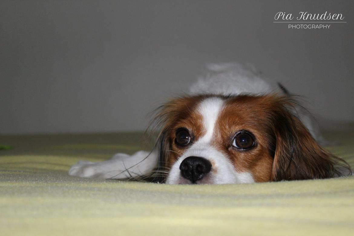 Blanding af racer Fiibi billede 8