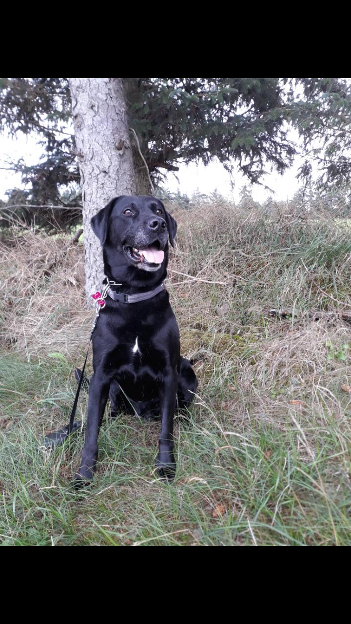 Labrador retriever uzo billede 1