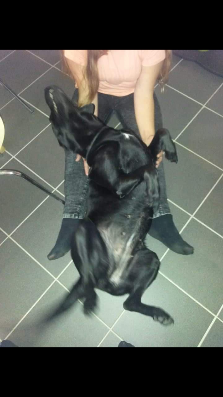 Labrador retriever uzo billede 2