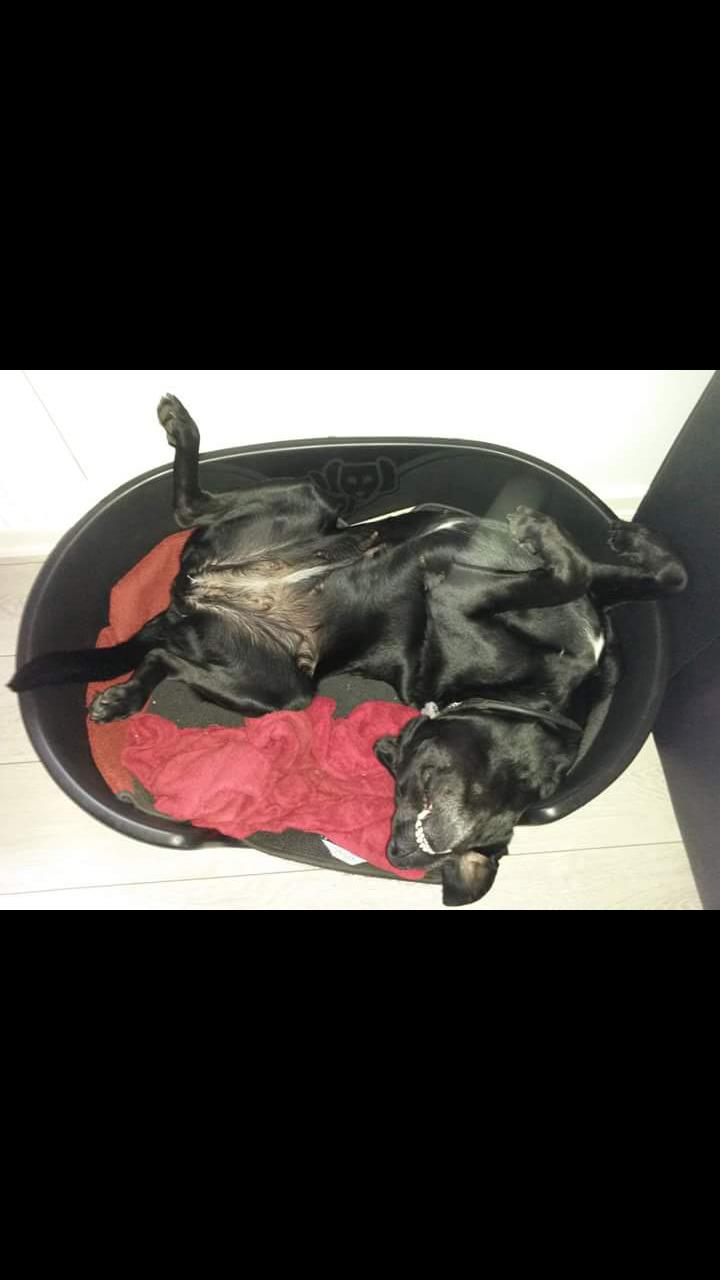 Labrador retriever uzo billede 3