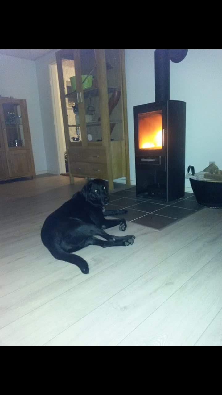 Labrador retriever uzo billede 4
