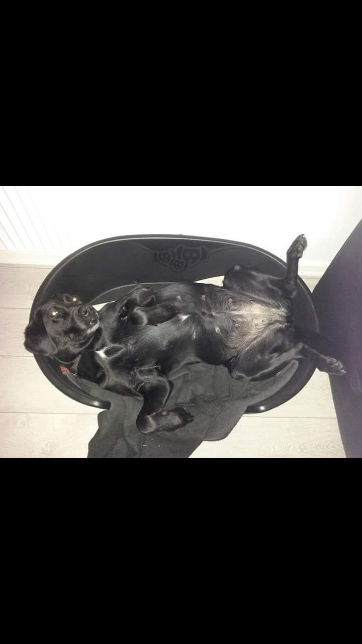 Labrador retriever uzo billede 5