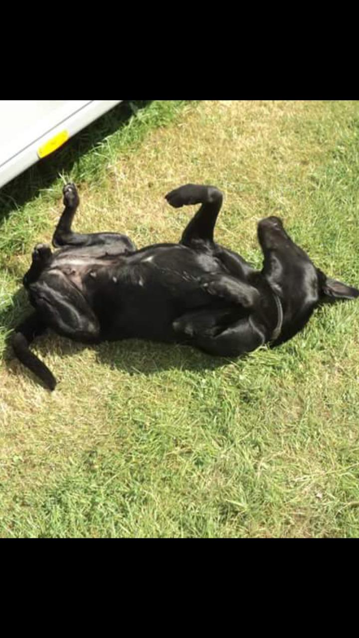Labrador retriever uzo billede 6