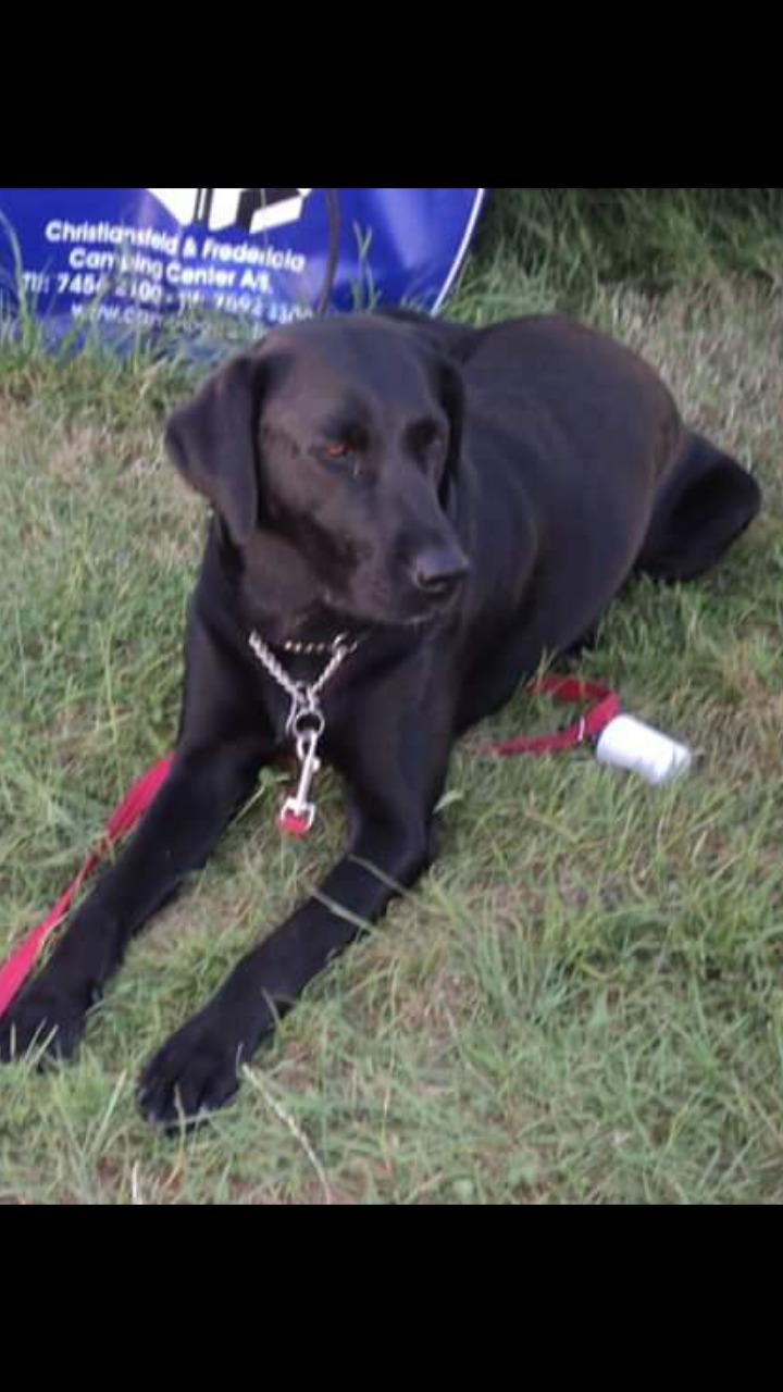 Labrador retriever uzo billede 7